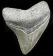 Nice, Serrated Megalodon Tooth - South Carolina #32938-1